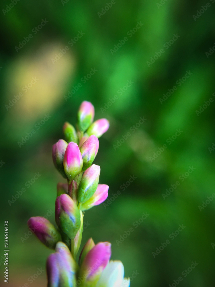 Beautiful flower blossoming in macro closeup. Beautiful flower blossoming in macro closeup.