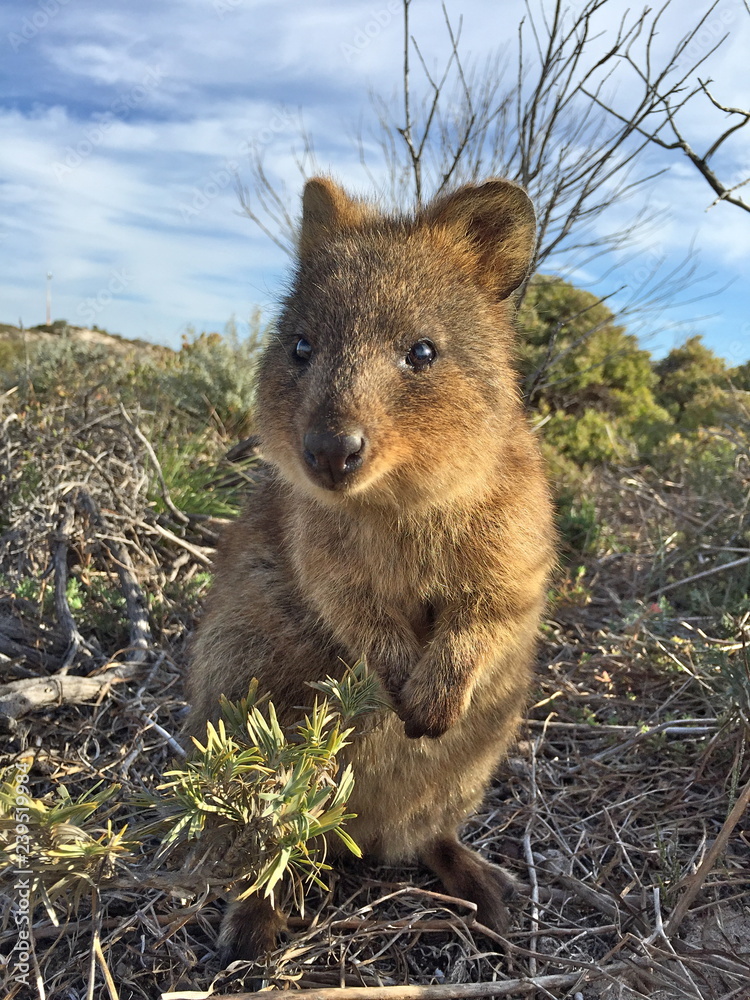 Obraz premium Quokka (Setonix Brachyrus) encounter at Rottnest Island, Western Australia, The happiest animal on earth