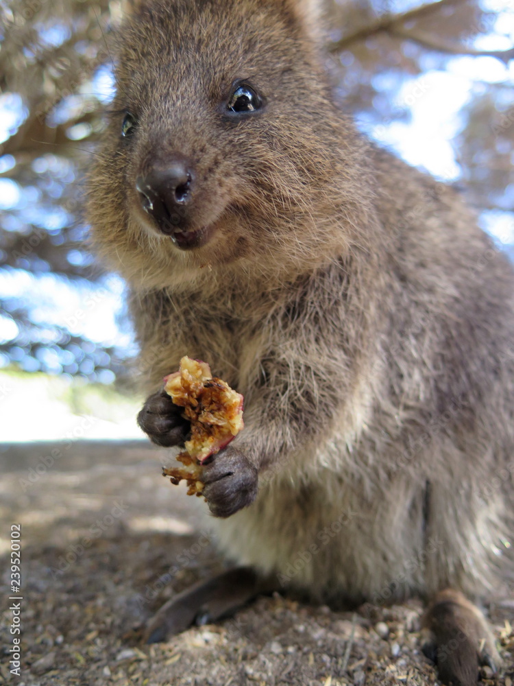 Quokka eating rubber fig fruit at Rottnest Island, Western Australia, The happiest animal on earth Quokka eating rubber fig fruit at Rottnest Island, Western Australia, The happiest animal on earth