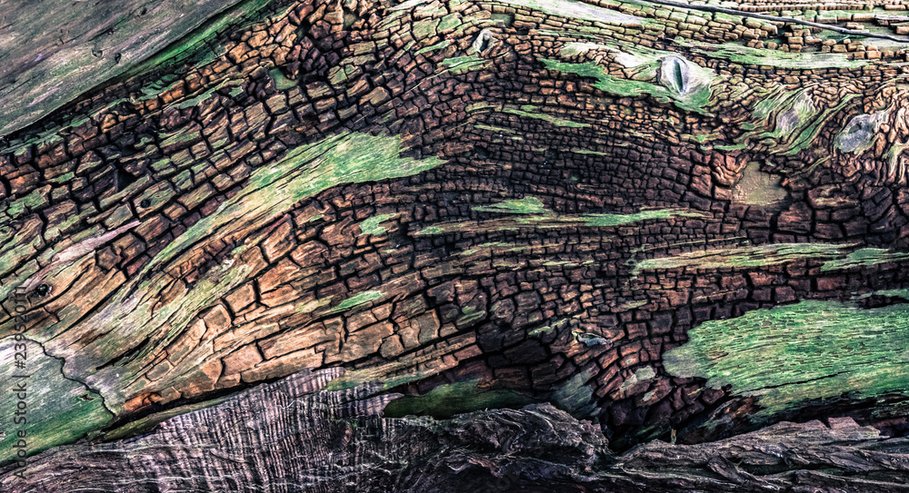 Decaying tree trunk Abstact background texture