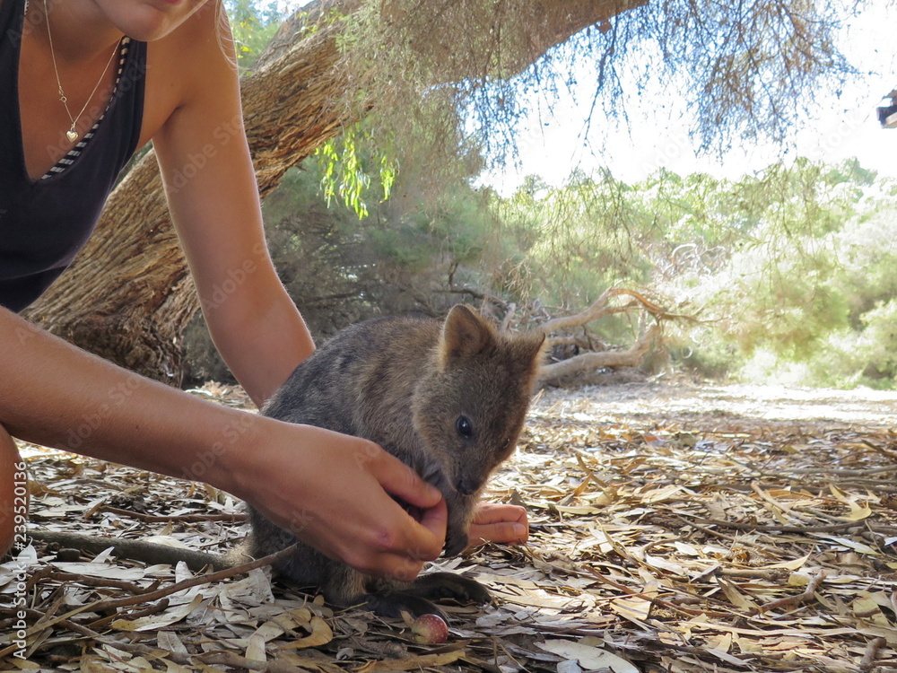 Feeding a Quokka with favorite rubber fig fruit at Rottnest Island
