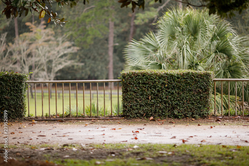 Ivy Covered Wall Fence with lush Palm Treese in the Background photo