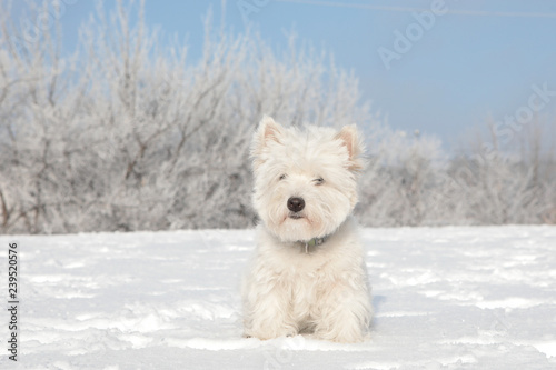 West highland white terrier westie on the snow in winter bright sunny day blue sky forest and dog