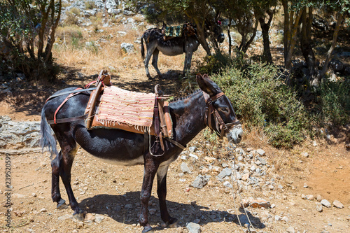 Donkeys as transportation in the mountains near the Psychro Cave in Crete, Greece photo