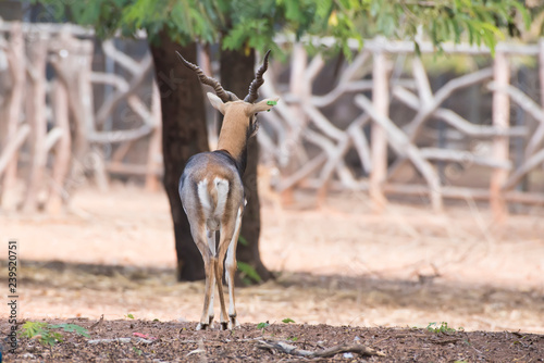 Young gazelle walking on reddish ground. photo