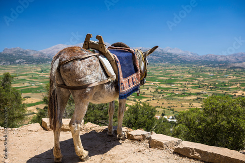Donkeys in the mountains near the Psychro Cave in Crete, Greece photo