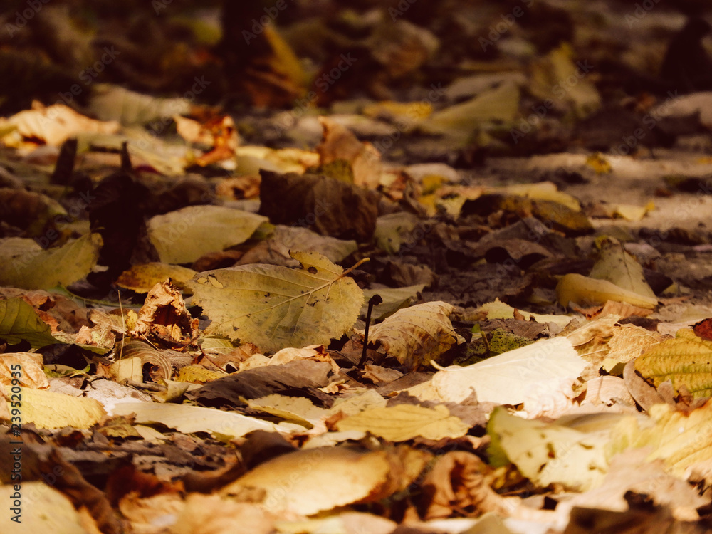 autumn leaves on ground