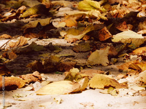 autumn leaves on ground