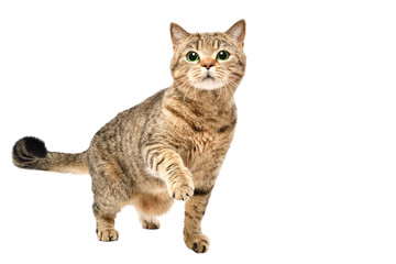 Portrait of charming curious cat Scottish Straight standing with raised paw isolated on white background