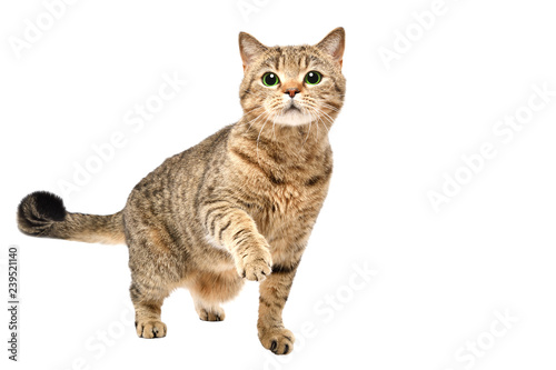 Portrait of charming curious cat Scottish Straight standing with raised paw isolated on white background photo