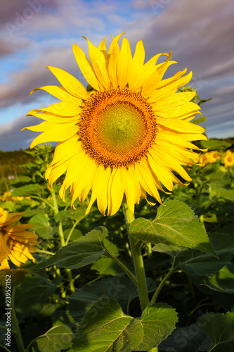 Fototapeta Naklejka Na Ścianę i Meble -  Sunflower Field on dramatic sky.