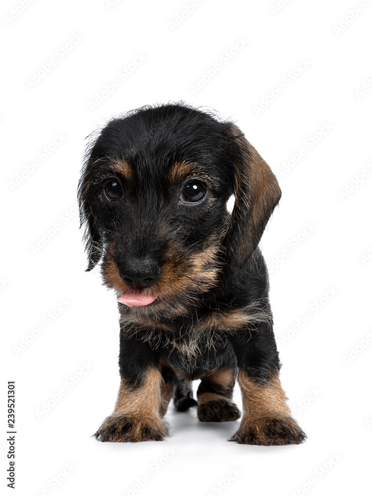 Sweet black and brown wirehaired dashound puppy sitting facing front, looking beside camera with big dark eyes and sticking out tongue. Isolated on white background.