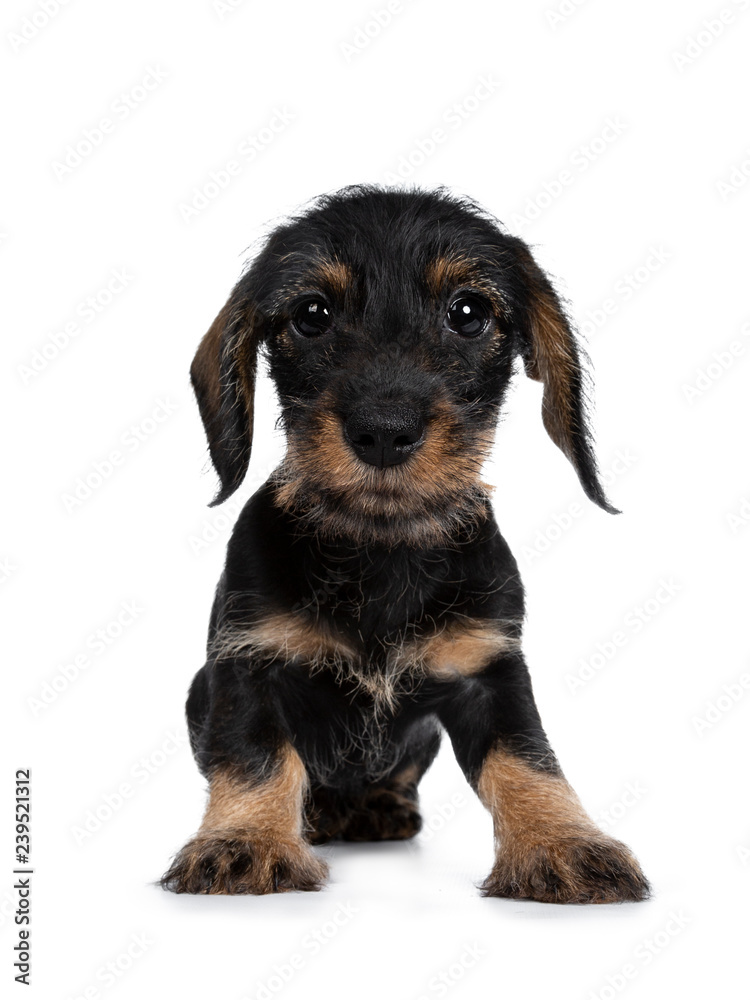 Sweet black and brown wirehaired dashound puppy sitting facing front, looking straight at camera with big dark eyes. Isolated on white background.
