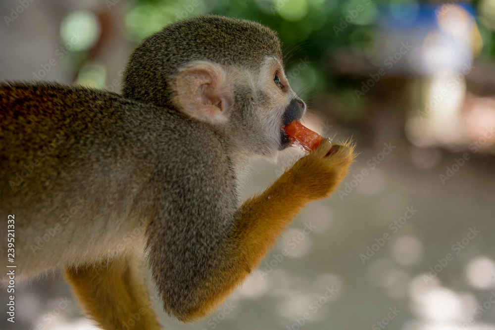 Fototapeta premium little monkey eats tropical fruit from a plate
