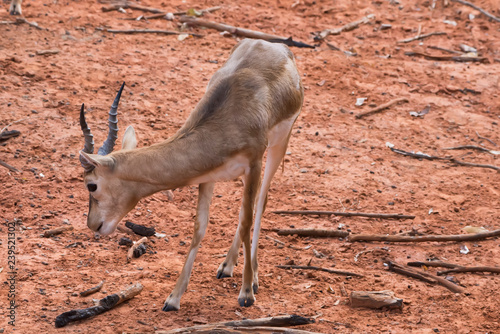 Young gazelle walking on reddish ground. photo