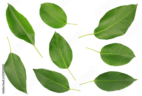 The pear leaves isolated on white background, top view