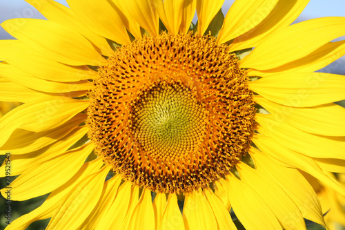 Closeup of Sunflower.