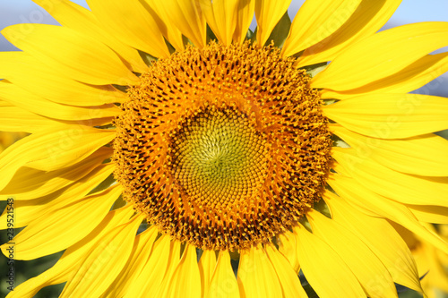 Fototapeta Naklejka Na Ścianę i Meble -  Closeup of Sunflower.
