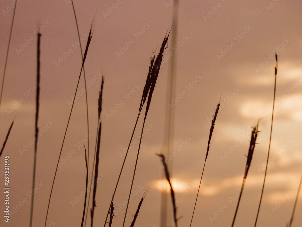 sunset over wheat field sunset over wheat field