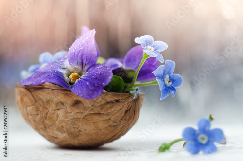 Romantic floristic composition with violets and forget-me-not flowers in a nutshell against beautiful bokeh background.