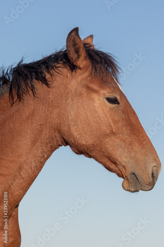 Wild Horse Portrait