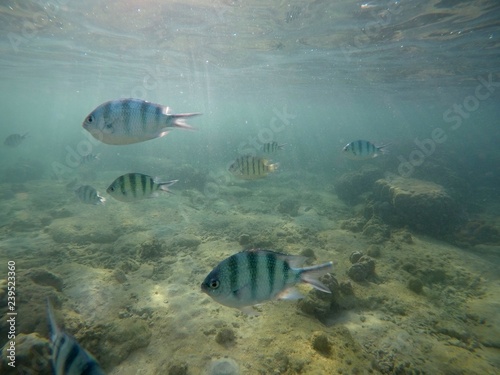 Amazing undersea world