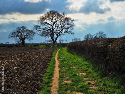 Bare winter trees in a ploughed field with a footpath and hedge and a blue cloudy sky
