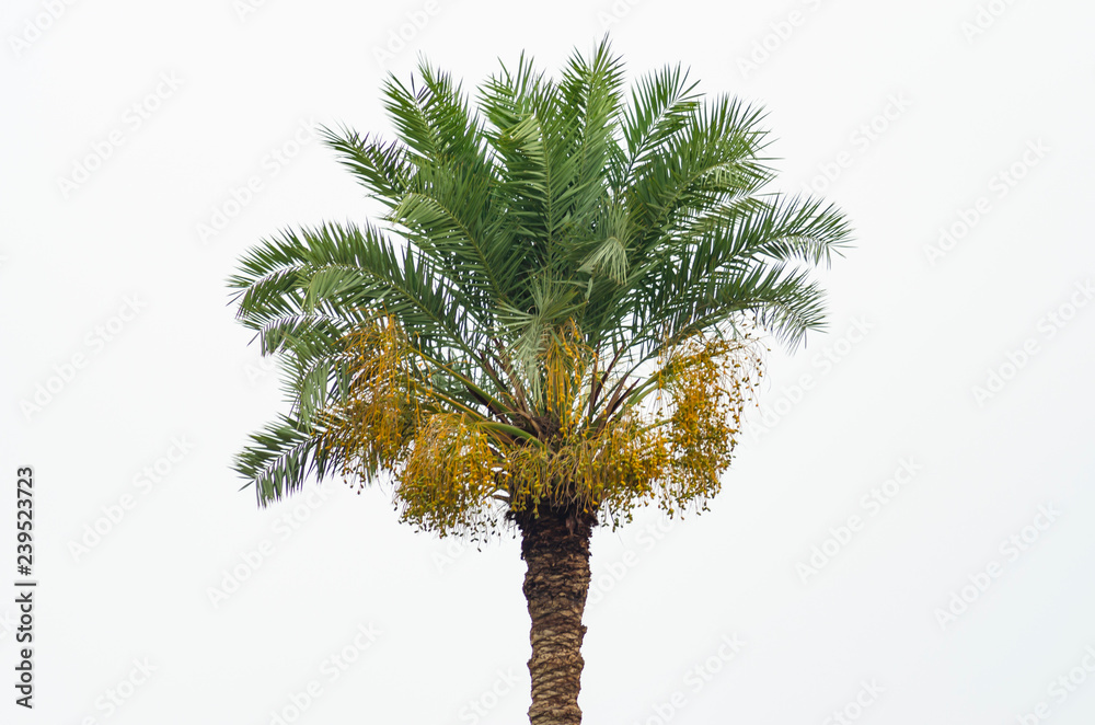 Date palm tree with yellow dates Date palm tree with yellow dates