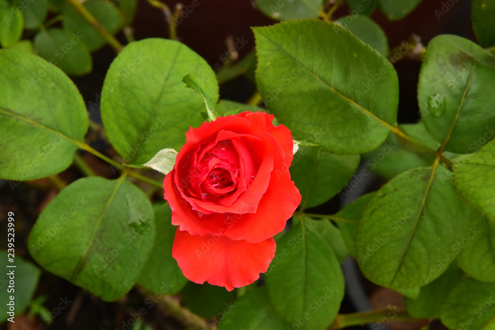 The Red Beautiful Rose with raindrops and Leaves background The Red Beautiful Rose with raindrops and Leaves background