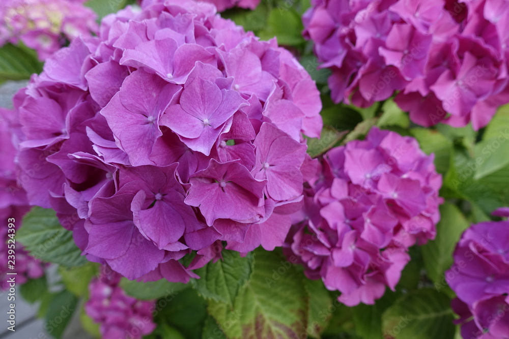 pink flowers in the garden