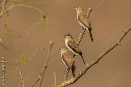 African Silverbill / Euodice cantans photo