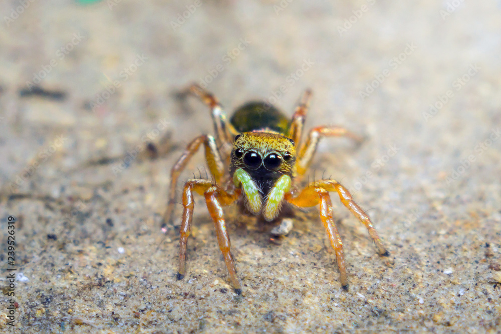 Fototapeta premium Little Spider Jumping