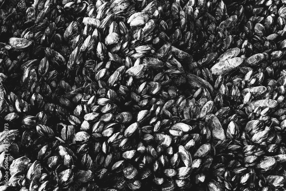 Close up of dense grouping of mussels (shellfish), McClures Beach, Point Reyes National Seashore, California, USA. Close up of dense grouping of mussels (shellfish), McClures Beach, Point Reyes National Seashore, California, USA.