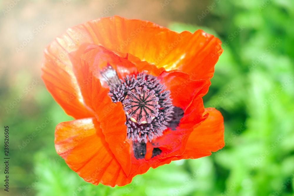 Fototapeta premium red poppy flower