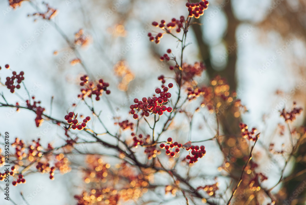 branch of a tree with red berries