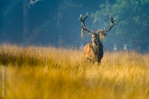 Red deer (Cervus elaphus) male stag in rutting season, United Kingdom