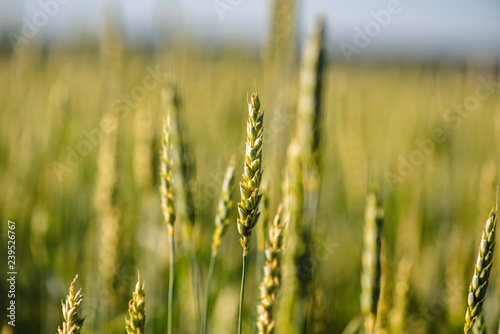 Wheat field and countryside scenery