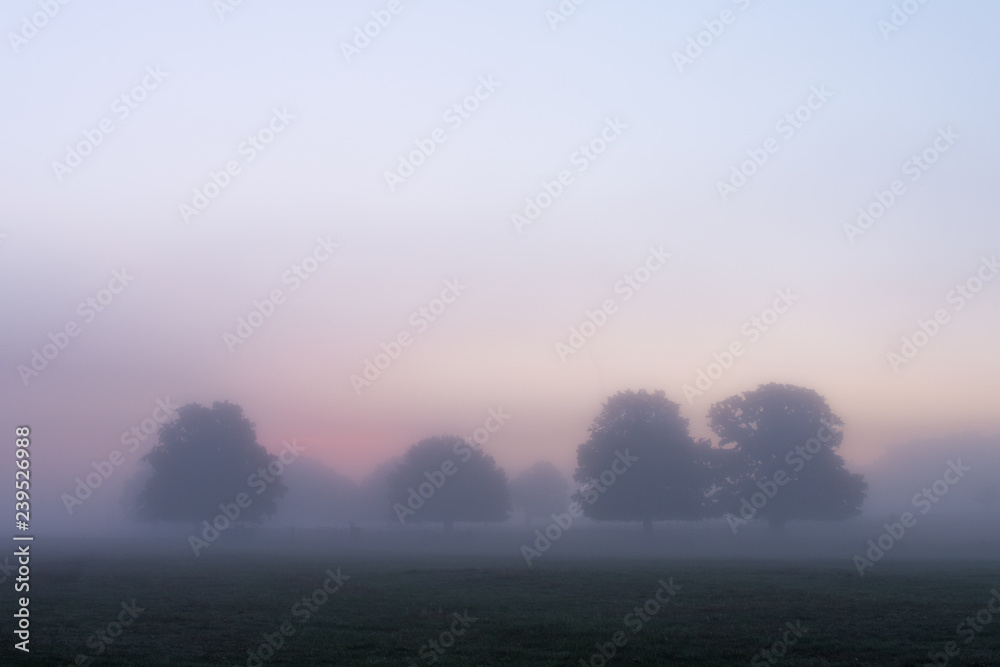 Trees surrounded by fog at dawn in Autumn, United Kingdom