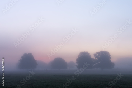 Fototapeta Naklejka Na Ścianę i Meble -  Trees surrounded by fog at dawn in Autumn, United Kingdom