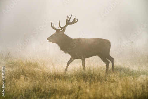 Red deer (Cervus elaphus) male stag in early morning mist during rutting season, United Kingdom