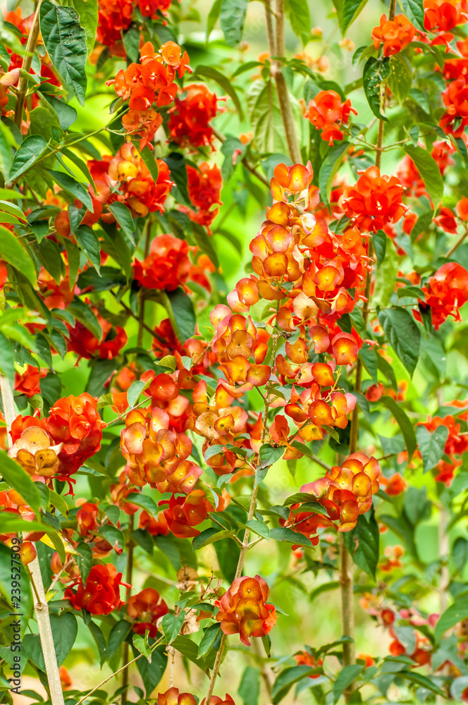 rote Blütenpracht rote Blütenpracht