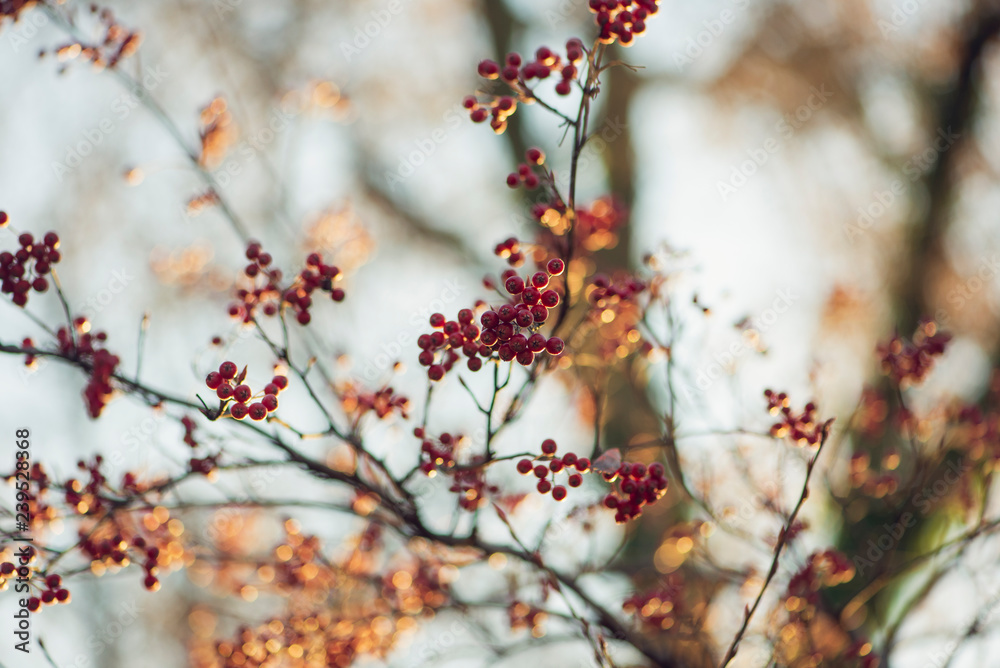 branch of a tree with red berries branch of a tree with red berries