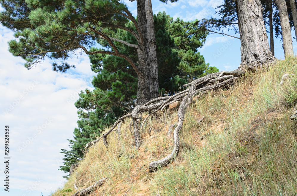 Fototapeta premium Big trees and root at the edge of a cliff