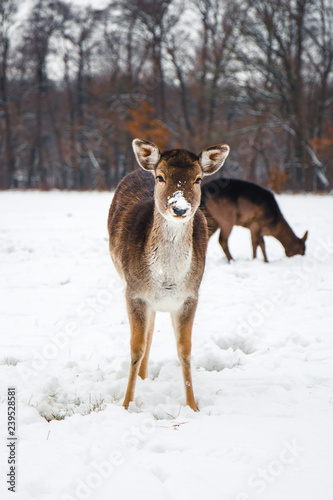 Wallpaper Mural Winter time Torontodigital.ca