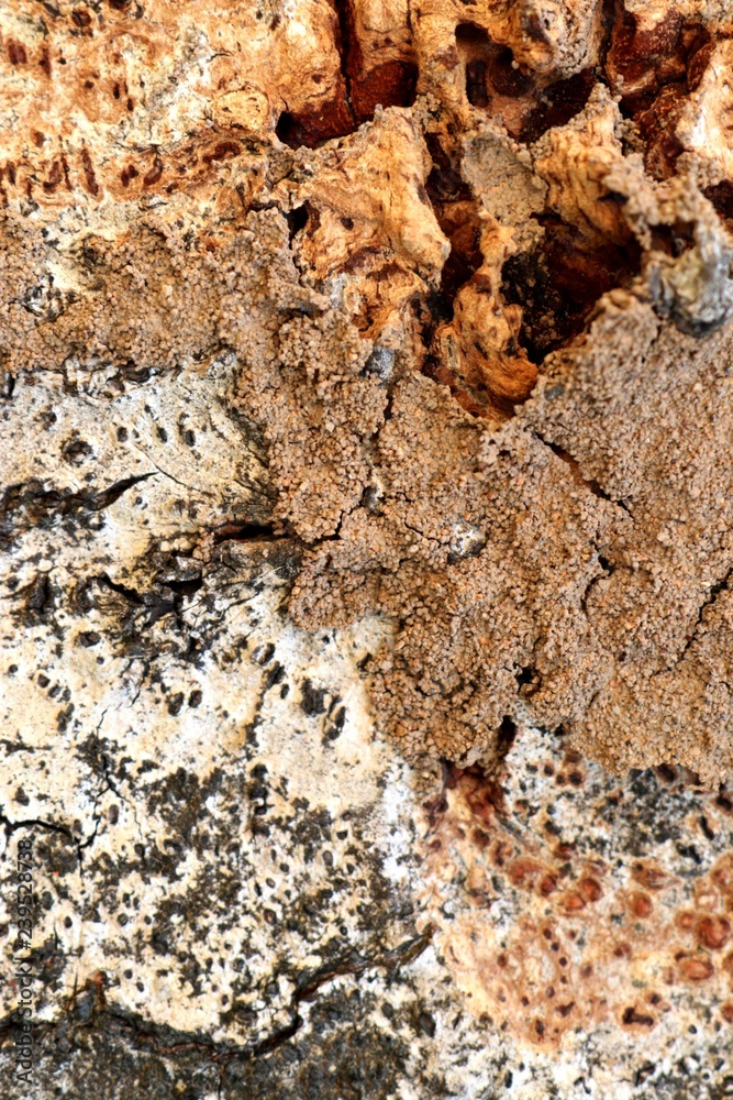 Fototapeta premium Termites on the tree