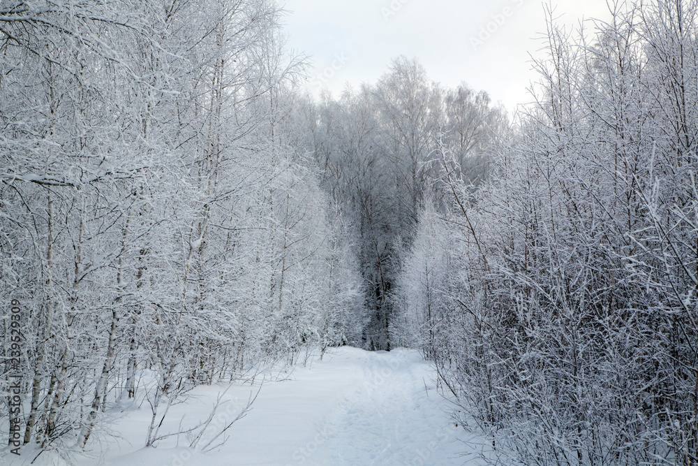 Fototapeta premium winter forest trail. the trees are covered with snow.