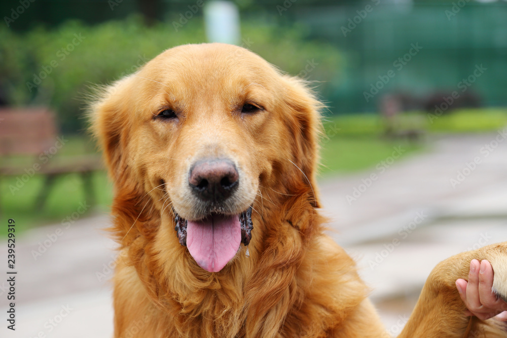 Golden Retriever in the grass