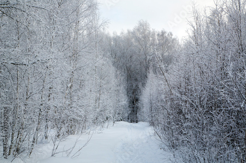 winter forest trail. the trees are covered with snow.