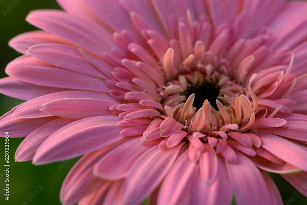 closeup of pink gerbera flower