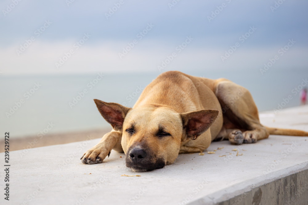 Stray dog sleeping at the beach while the sun rise. Stray dog sleeping at the beach while the sun rise.